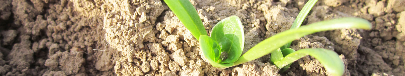 Junge Pflanze, Ansicht von oben ©K. Cypzirsch